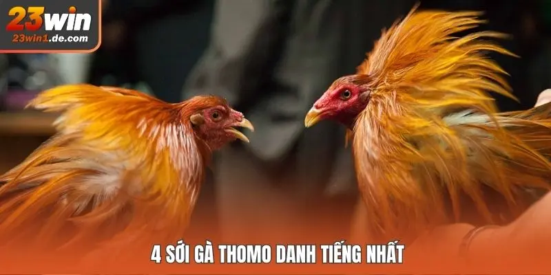 4 sới gà Thomo danh tiếng nhất