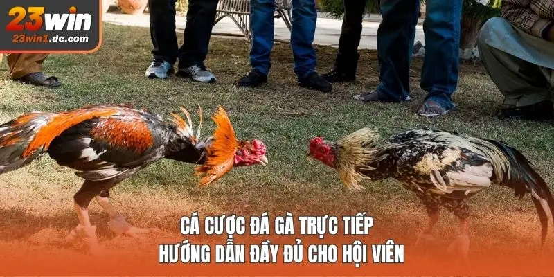 Đá gà trực tiếp