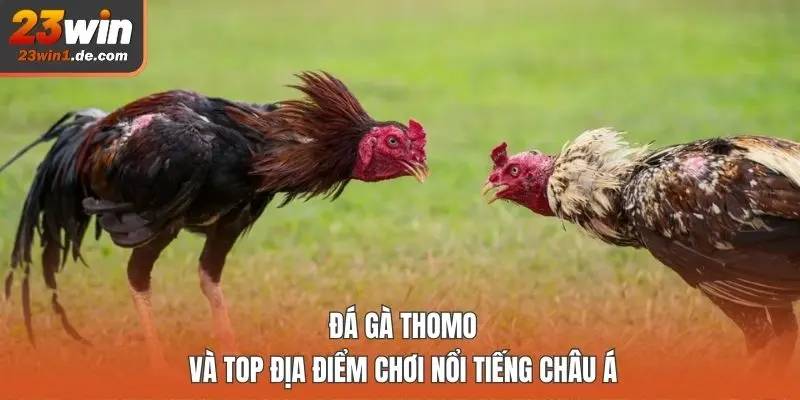 Đá gà Thomo