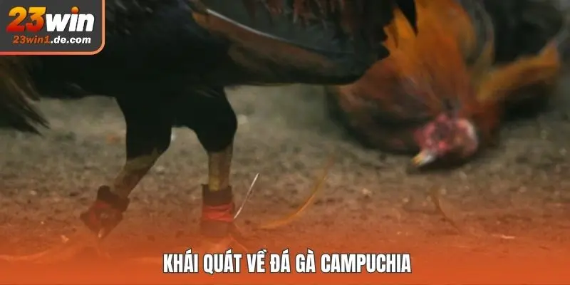 Khái quát về đá gà Campuchia