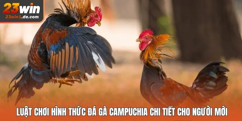 Luật chơi hình thức đá gà Campuchia chi tiết cho người mới 